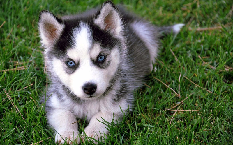 Un Pomsky. Fuente: PompskyPup